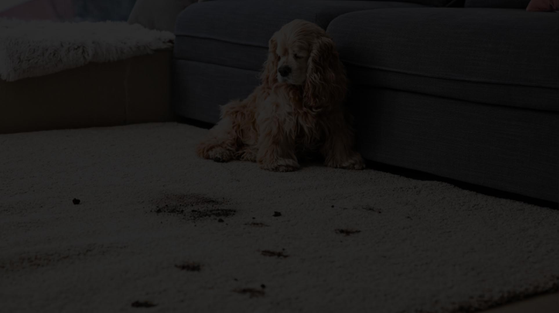 Professional Carpet Cleaning & Steam Cleaning