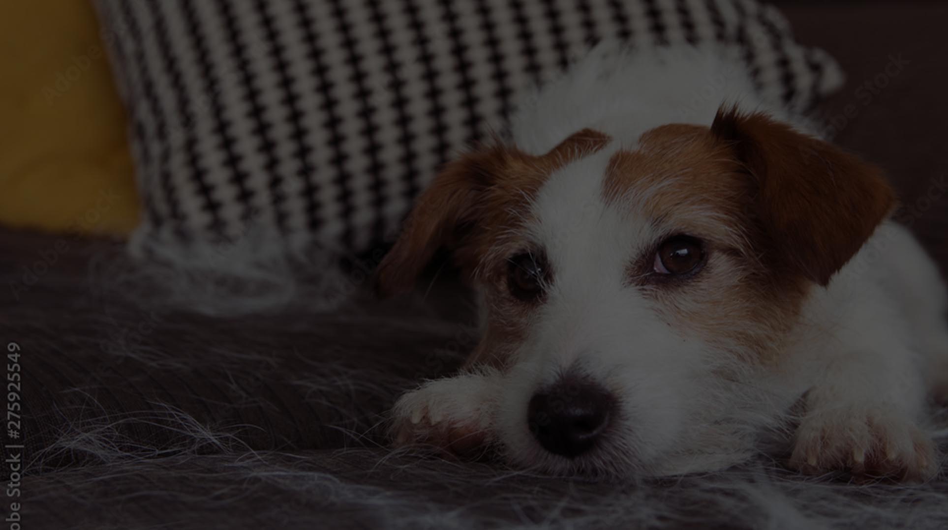 Pet Odor & Urine Removal